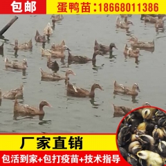 清远散养蛋鸭苗批发 小鸭苗出壳疫苗 笼养散养金定蛋鸭 产蛋率...