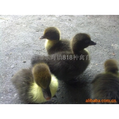 常年供应818纯黑番蛋鸭