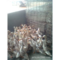 福建特产--八闽蛋鸭, 青年鸭, 老母鸭