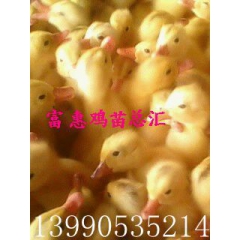 富惠鸡苗总汇长年供应江南2号蛋鸭
