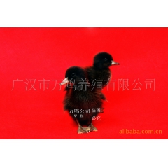 金定蛋鸭，99%绿壳蛋，您绝对的选择。15283897555