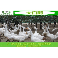大型种鹅鹅苗孵化场  出售朗德鹅  雁鹅  白鹅鹅苗及商品鹅