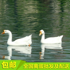 厂家生产 四季养殖成年白鹅 彩霞姑娘自养商品鹅