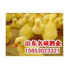 优质鹅苗的品种在名硕(供应各种鹅苗、商品鹅、鹅蛋）
