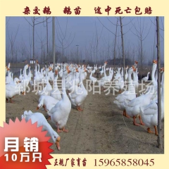 滨州供应 杂交种鹅 生态散养 高存活率 生长快 抗病高