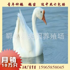 聊城供应 青年种鹅 生态养殖鹅苗 技术提供 价格优惠 纯种青...