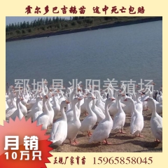 地区代理霍尔多巴吉鹅苗 父母代种鹅  农副产品新项目