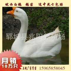特价批发 皖西大白鹅 安徽种鹅 存活率高 纯种健康养殖