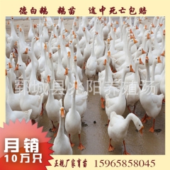 提供高抵抗种鹅 鹅苗孵化场供货 德白鹅苗 生长周期短