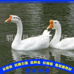 青年种鹅 鹅苗价格行情 多少钱一只 如何辨别鹅苗公母 欢迎咨...