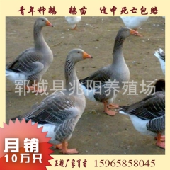 淄博供应 青年种鹅 生态种鹅 提供技术 欢迎咨询 大量优惠