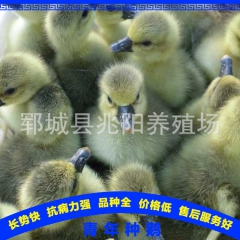 养鹅加盟咨询 青年种鹅 鹅苗 成本低 利润大 品种纯正 提供...