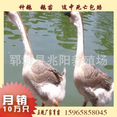 潍坊供应 种鹅 鹅苗 提供技术支持 质量好 血统纯正 欢迎咨...