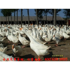 常年供应青年种鹅 鹅苗 15864698878