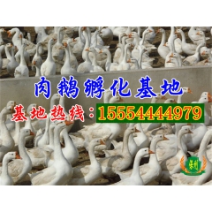 批发肉鹅种鹅 肉鹅鹅苗
