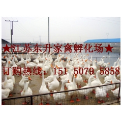 杂交大种鹅 鹅苗批发 四季有货 8元/只 江苏东升家禽