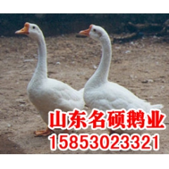 供应5+1组种鹅、太湖鹅、扬州白鹅、德白鹅苗、价格优惠质量保...