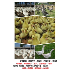 批发养殖朗德鹅种鹅 大雁鹅朗德鹅 朗德鹅苗