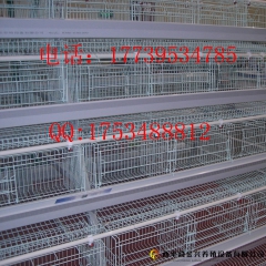养鸡设备笼具专用种鸡笼 蛋鸡笼肉鸡笼