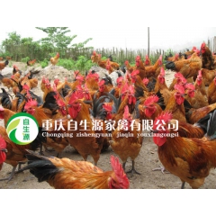 大安土鸡苗批发荣县土鸡价格自贡土鸡苗品种