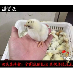 连平高产蛋鸡苗出售