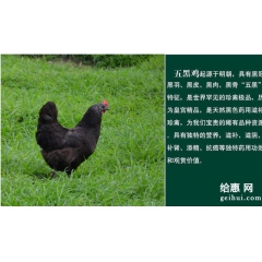 东莞、汕头、湛江、梅州、揭阳、肇庆五黑鸡绿壳蛋鸡到湖北祖元