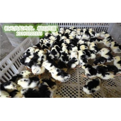 常年供应贵妃鸡苗，珍珠鸡苗，养殖新品种