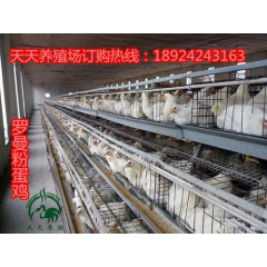 赣州罗曼粉蛋鸡苗－高产蛋鸡－年产蛋三百枚