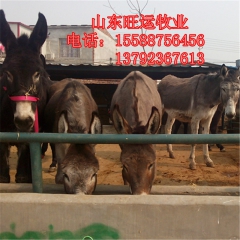 洮北区小驴驹多少钱一匹 三粉 德州价格 关中 乌头 肉驴