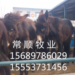 市场价值高的乌头驴苗多少钱  肉驴  德州驴