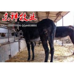 店长推荐  肉驴 厂家供应直销 肉驴驹价格 全国包邮 肉驴养...