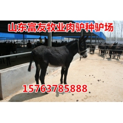 中华老字号 东阿阿胶桃花姬阿胶糕300g