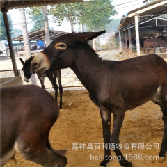 中华老字号 东阿阿胶桃花姬阿胶糕300g