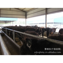 中华老字号 东阿阿胶桃花姬阿胶糕300g