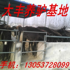 中华老字号 东阿阿胶桃花姬阿胶糕300g