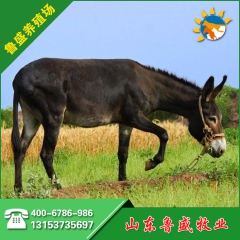 中华老字号 东阿阿胶桃花姬阿胶糕300g
