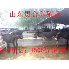 中华老字号 东阿阿胶桃花姬阿胶糕300g