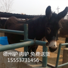 德州驴  饲养方法  100头肉驴 养殖场建设需要多少 2个...