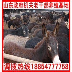 供应2个月#3个月#4个月驴驹及成年肉驴，养殖户可以自由选购