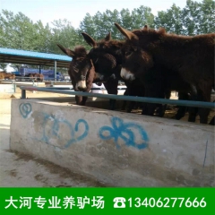 小驴价格 德州小肉驴 乌头驴小驴驹出售