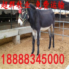 新出栏8000头肉驴 德州驴个体大 出肉率高 免费运输