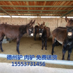沿海地区养什么品种驴比较好  效益好的德州驴苗  多少钱 肉...