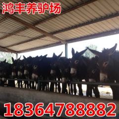 肉驴特征 哪些品种属于肉驴 养殖肉驴前景,养50头肉驴成本,