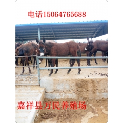 2016年肉驴价格 山东养驴场销售小驴苗绿色养殖肉驴