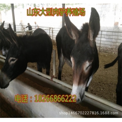 中盛缘养殖场低价销售现货三粉肉驴低价销售现货德州肉驴
