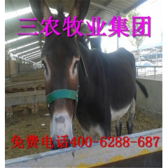 农村创业好项目德州肉驴 肉驴种 乌头驴 三粉驴优质肉驴苗