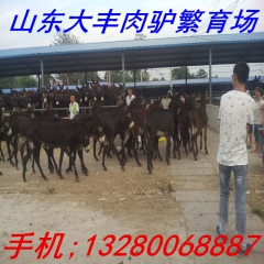 四川养驴基地 肉驴养殖场 德州肉驴 改良肉驴苗 毛驴 乌头驴...