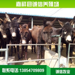 肉驴公驴价格 大量低价出售肉驴 山东肉驴养殖场 肉驴有哪些品...
