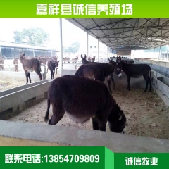 肉驴价格 大量出售肉驴 纯种肉驴养殖场 肉驴现在多少钱一斤