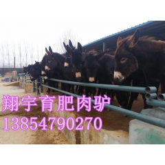 种驴肉驴—种驴养殖—乌头驴肉驴品种—育肥肉驴